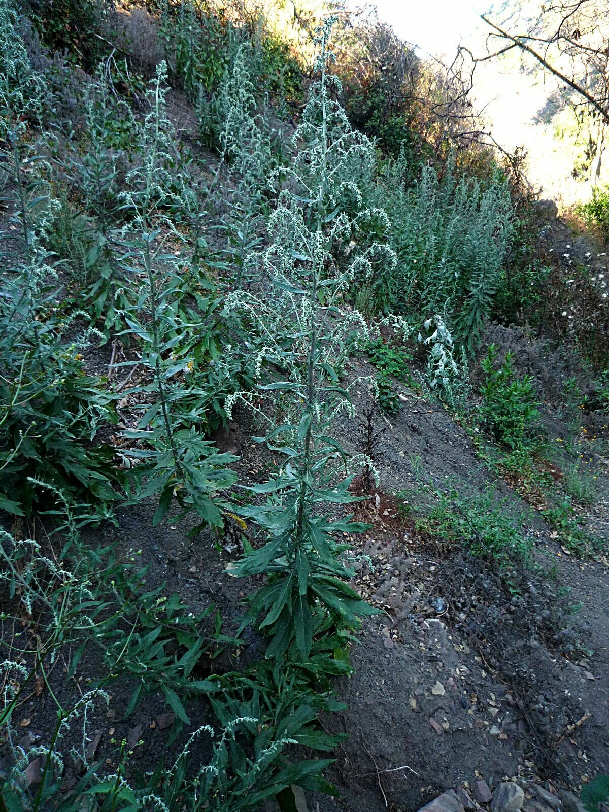 High Resolution Artemisia douglasiana Plant